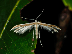 Pterophorus furcatalis