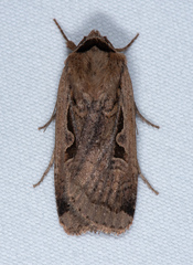 Parabagrotis exsertistigma