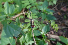 Hemistigma albipunctum