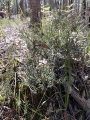Pultenaea reflexifolia