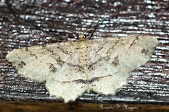 Melanolophia