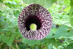 Aristolochia littoralis