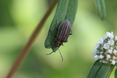 Neolochmaea dilatipennis