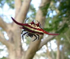Gasteracantha milvoides