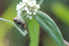 Neolochmaea dilatipennis