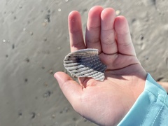 Cyrtopleura costata
