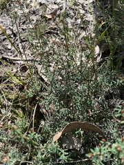 Pultenaea reflexifolia