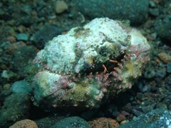 Calappa bicornis