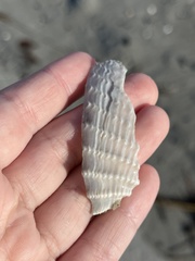 Cyrtopleura costata