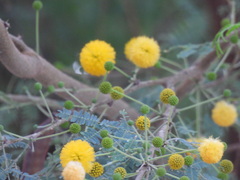 Vachellia nilotica
