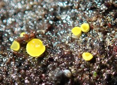 Calycina claroflava