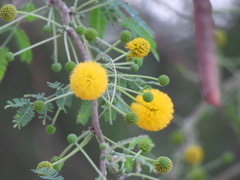 Vachellia nilotica