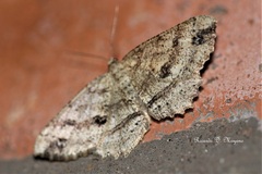 Melanolophia
