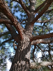 Pinus devoniana