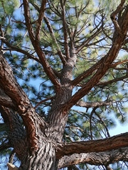 Pinus devoniana