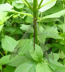 Banyutus lethalis