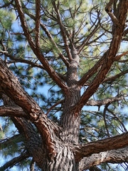 Pinus devoniana