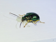 Colaspis laeta