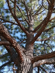 Pinus devoniana