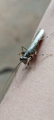 Mantoida