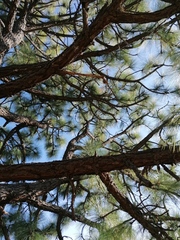 Pinus devoniana