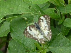 Belenois gidica abyssinica