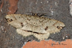 Melanolophia