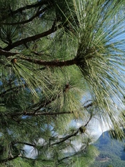Pinus devoniana