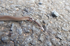 Aparallactus capensis