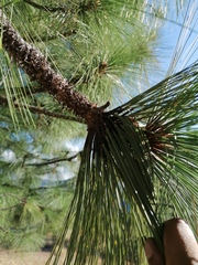 Pinus devoniana