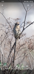 Haemorhous mexicanus