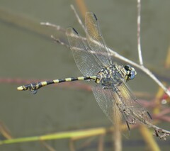 Ictinogomphus ferox