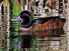 Heteronetta atricapilla