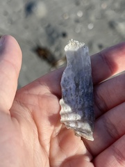 Cyrtopleura costata