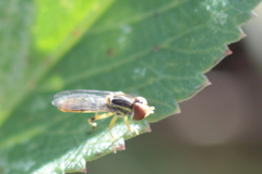 Toxomerus floralis