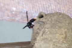 Synagris analis