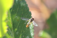 Toxomerus floralis