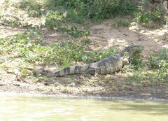 Varanus albigularis albigularis