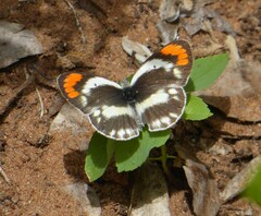 Colotis euippe omphale