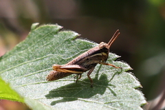 Paroxya