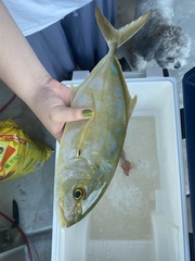 Caranx bartholomaei