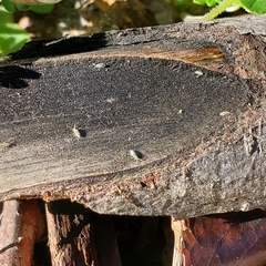 Entomobrya unostrigata