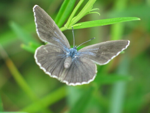 Alcon Large Blue, photo 7 of 8