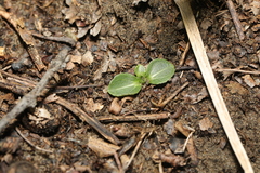 Helianthus occidentalis