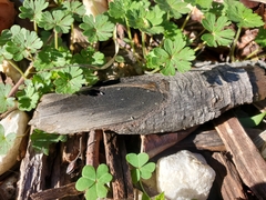 Entomobrya unostrigata