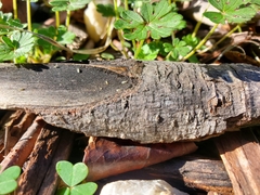 Entomobrya unostrigata