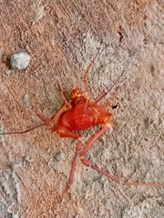 Krateromaspis