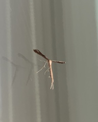 Platyptilia