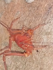 Krateromaspis