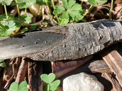 Entomobrya unostrigata